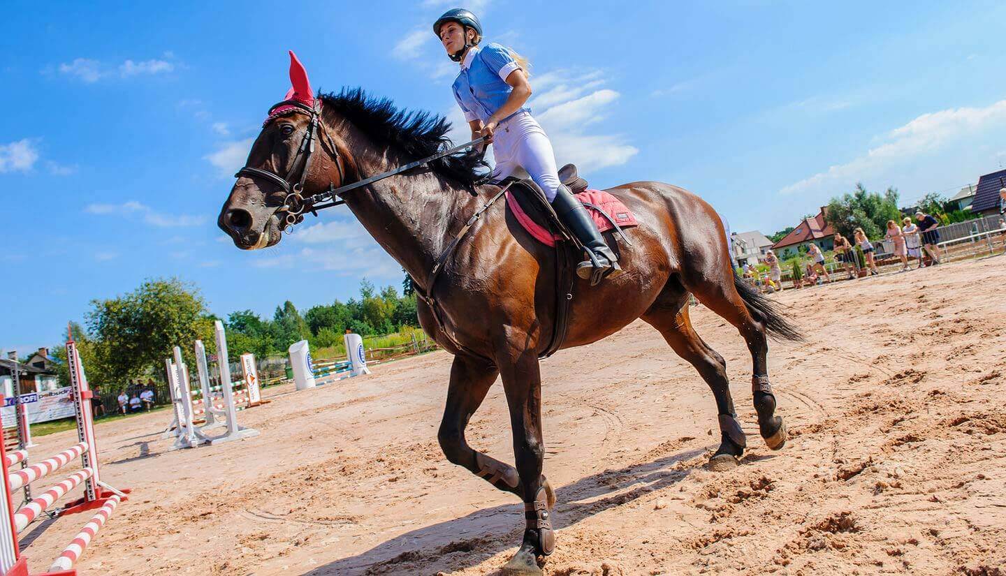 Dysponujemy dwoma obiektami stajennymi. W obu obiektach zamieszkuje 14 koni.